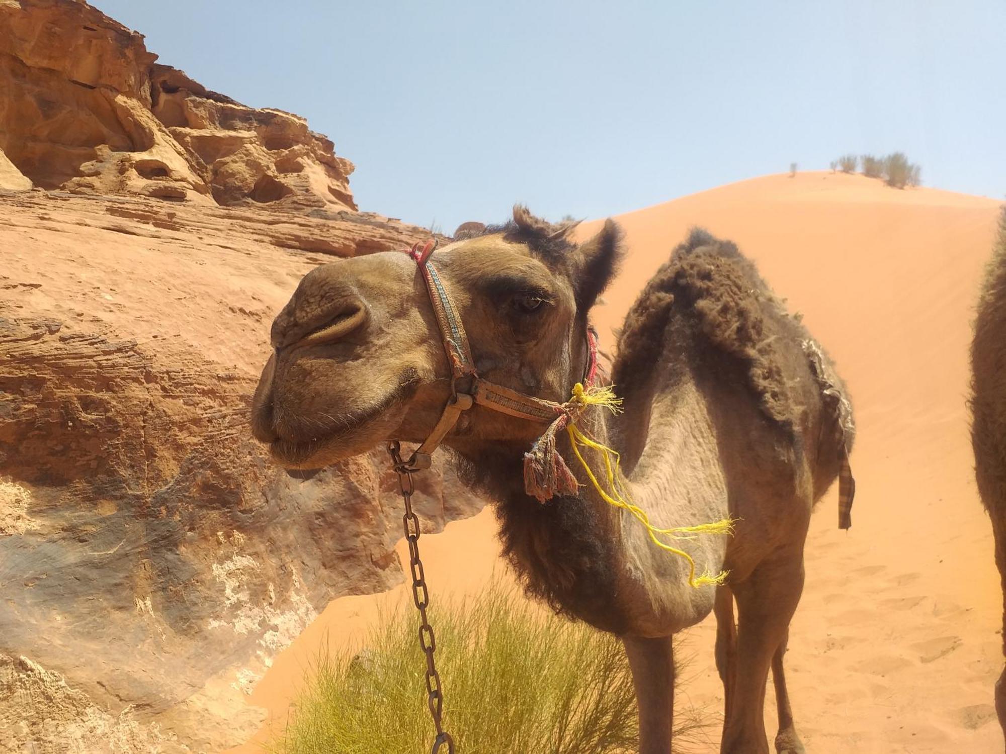 Wild Of Wadi Rum Exterior photo