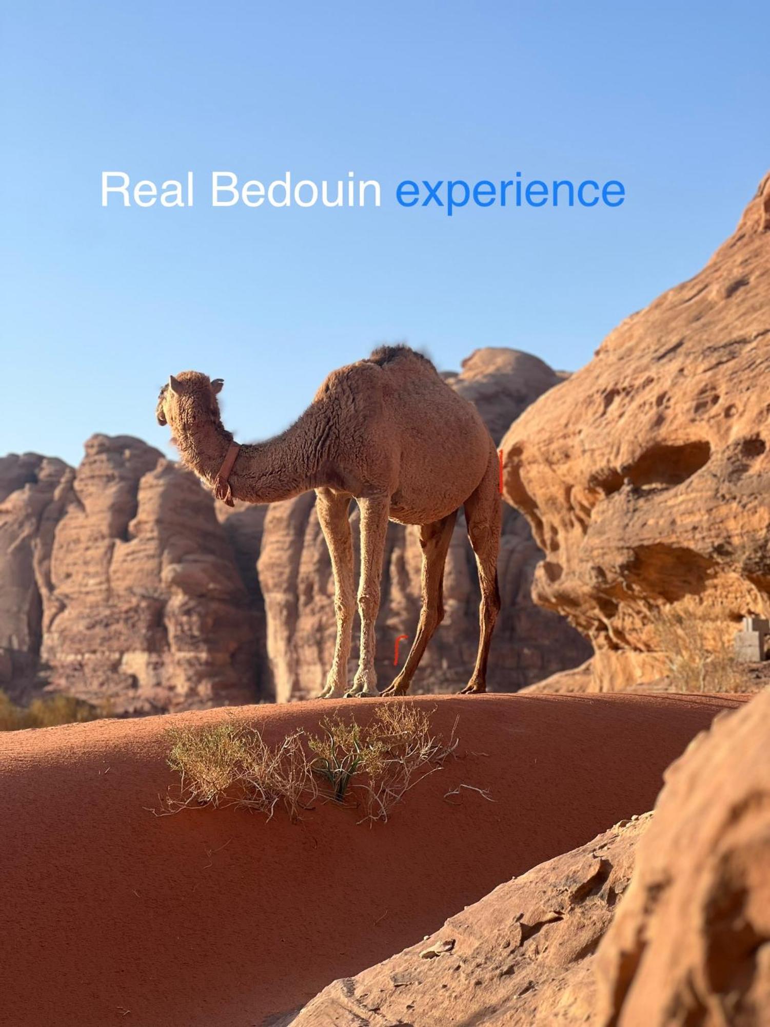 Wild Of Wadi Rum Exterior photo